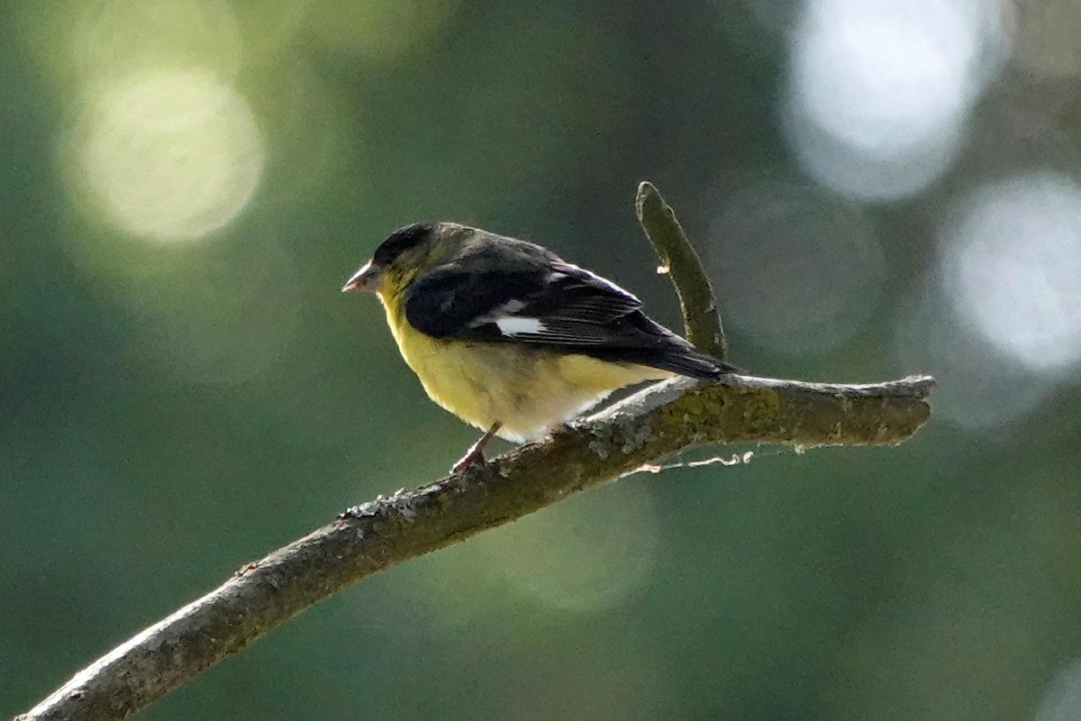 Lesser Goldfinch - Edward Rooks