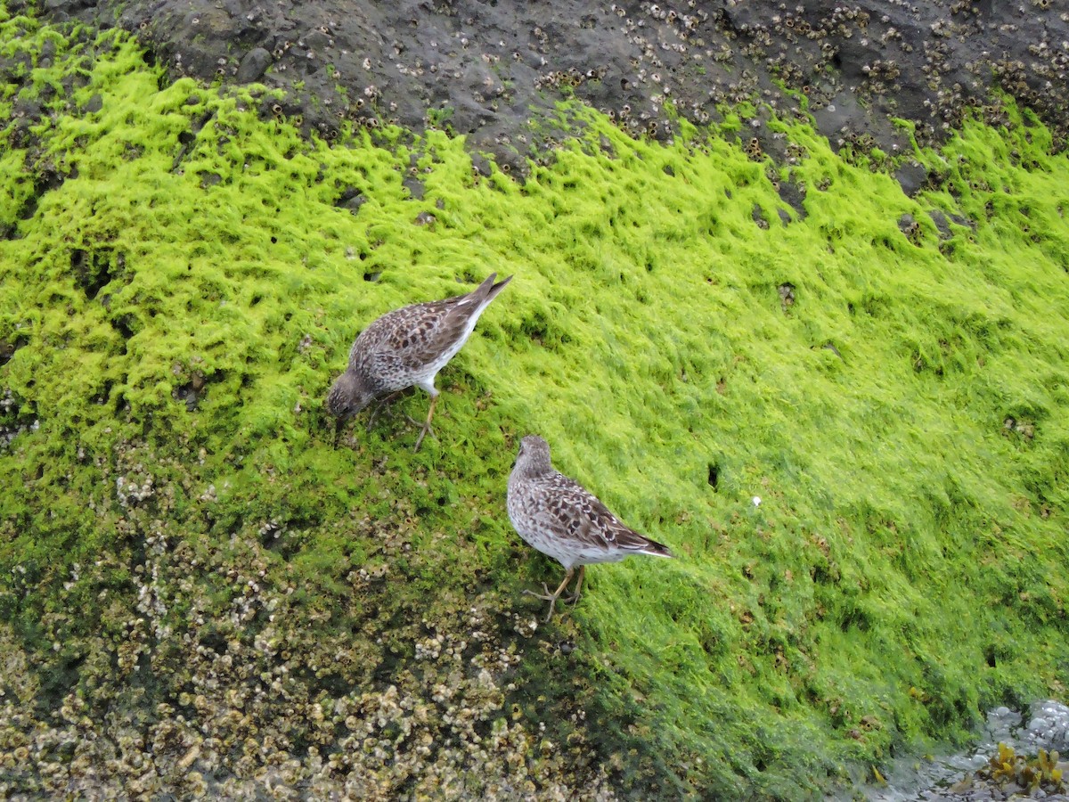 Purple Sandpiper - ML619315710