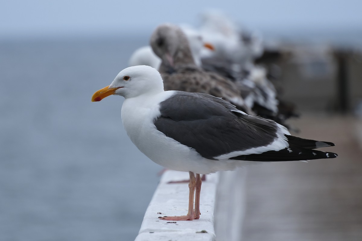 Western Gull - Anita Gould