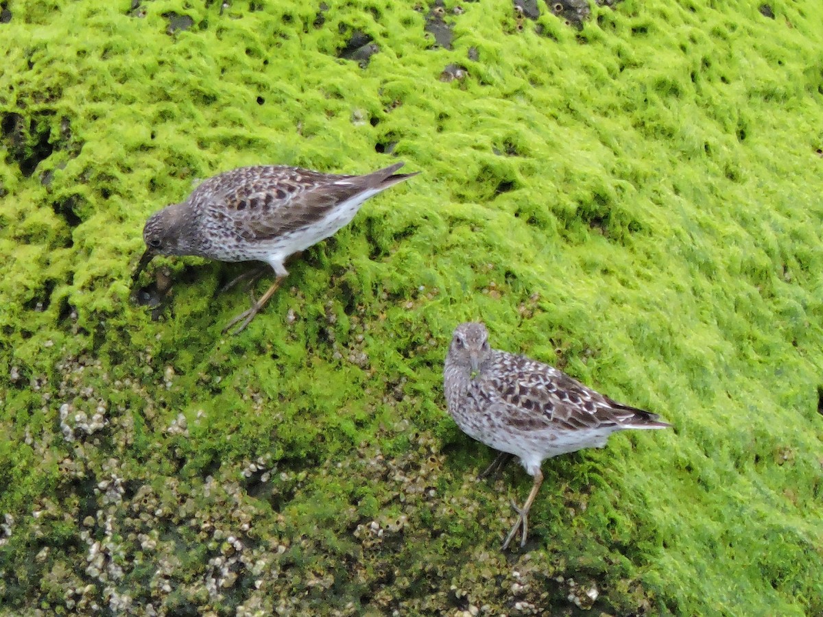 Purple Sandpiper - ML619315717