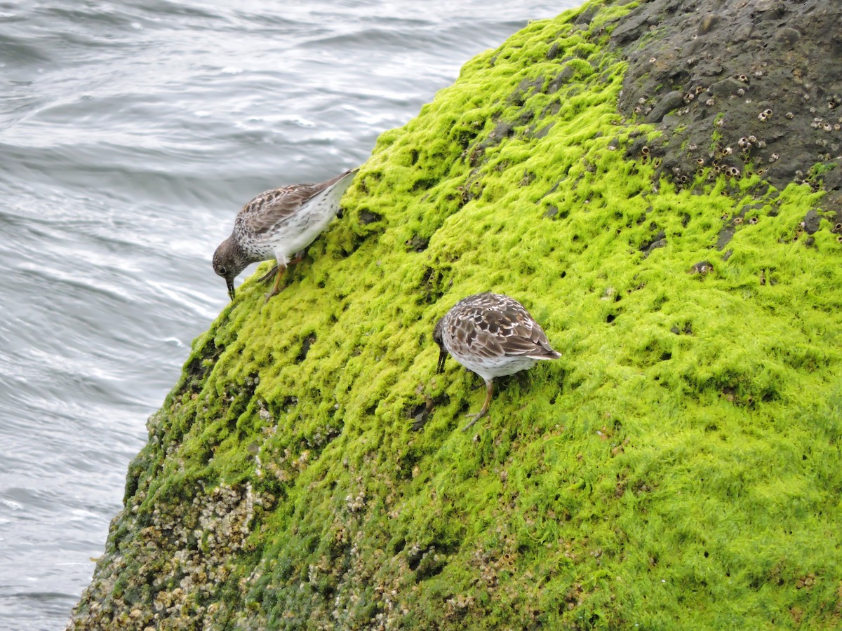 Purple Sandpiper - Luis Mendes