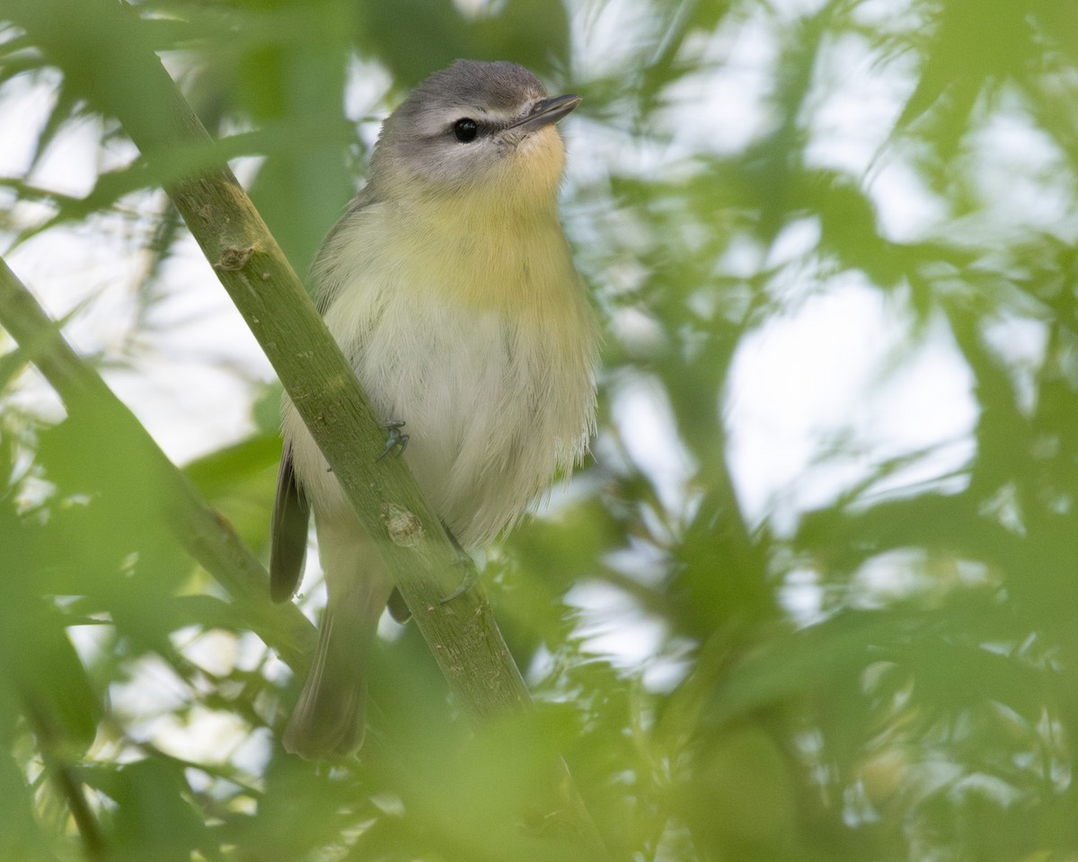 Philadelphia Vireo - Steve Abbott