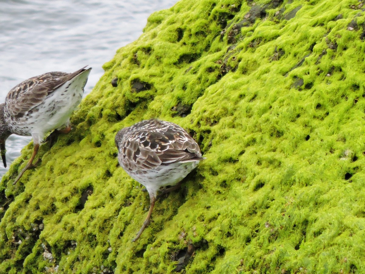 Purple Sandpiper - ML619315727