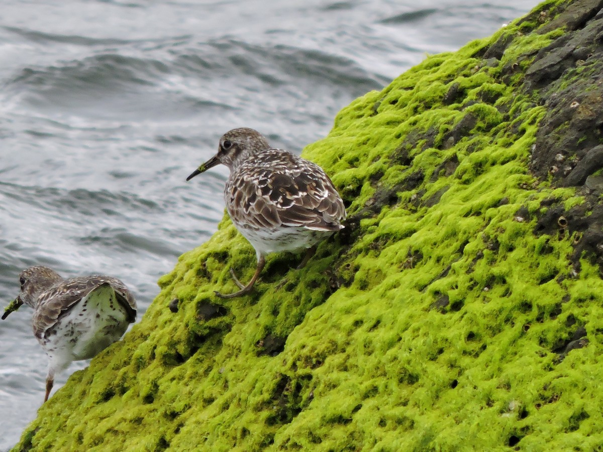 Purple Sandpiper - ML619315732