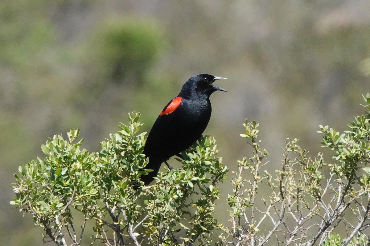 Red-winged Blackbird - ML619315747