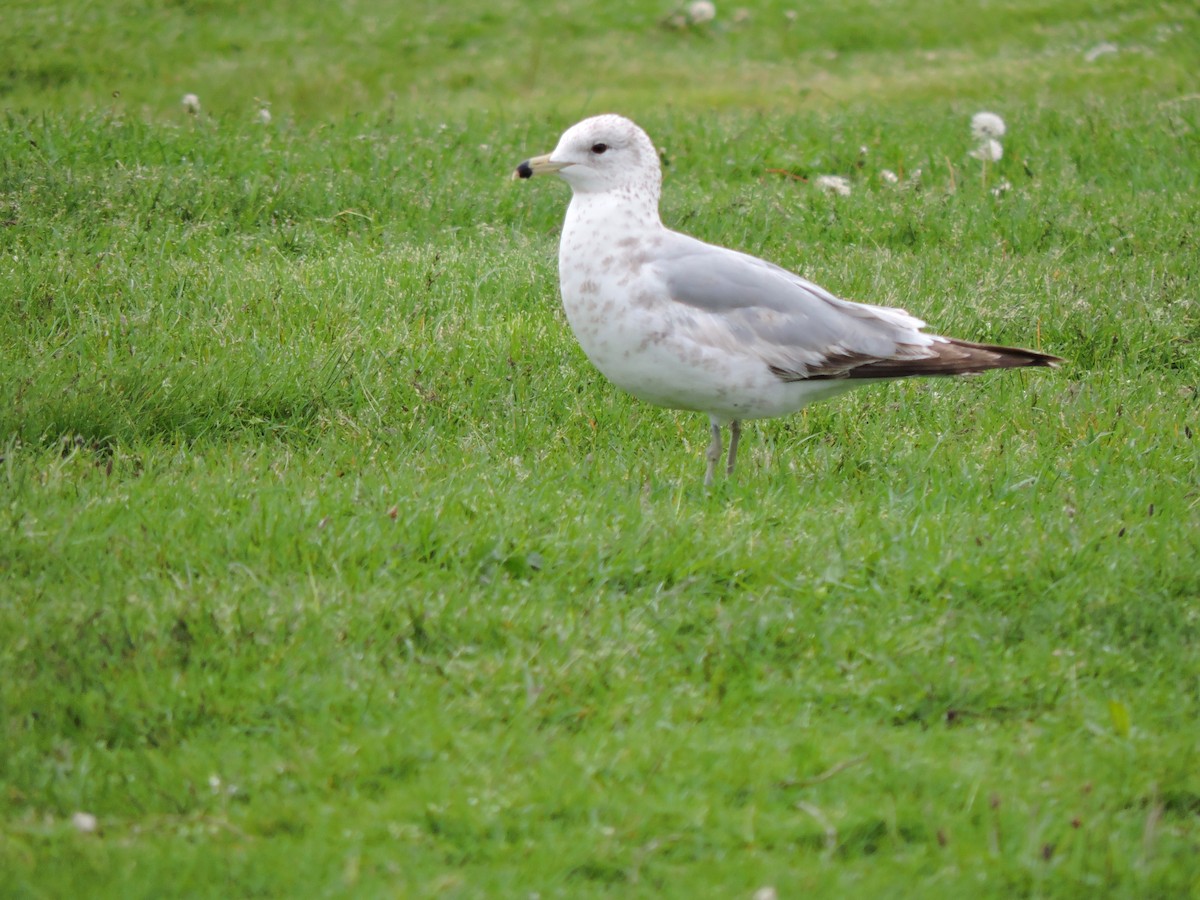 Ring-billed Gull - Luis Mendes