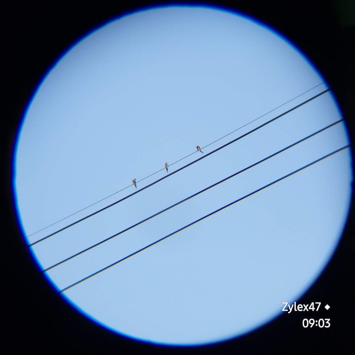 Red-rumped Swallow (Red-rumped) - Dusky Thrush