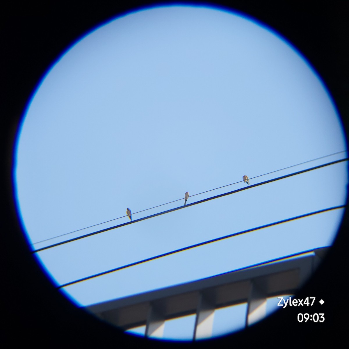 Red-rumped Swallow (Red-rumped) - Dusky Thrush