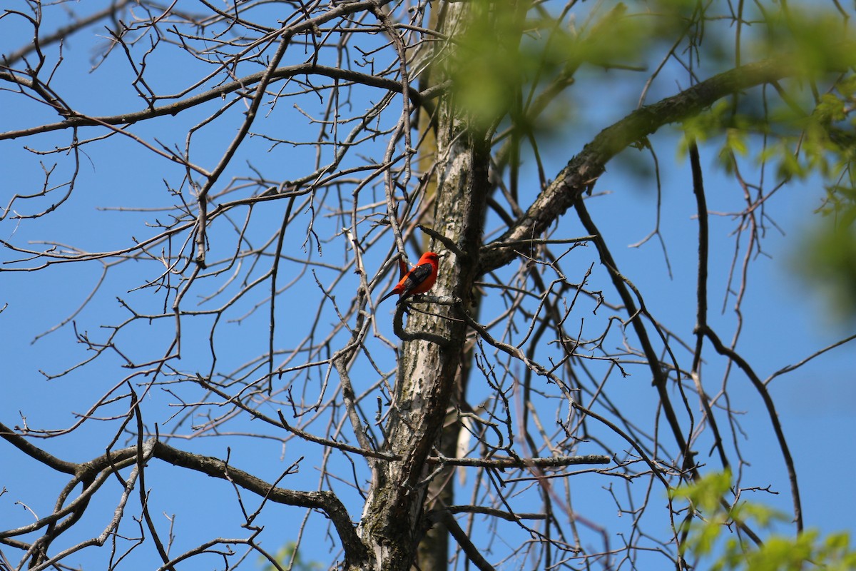 Scarlet Tanager - Julia Hallam