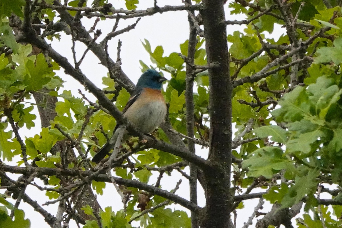 Lazuli Bunting - Edward Rooks