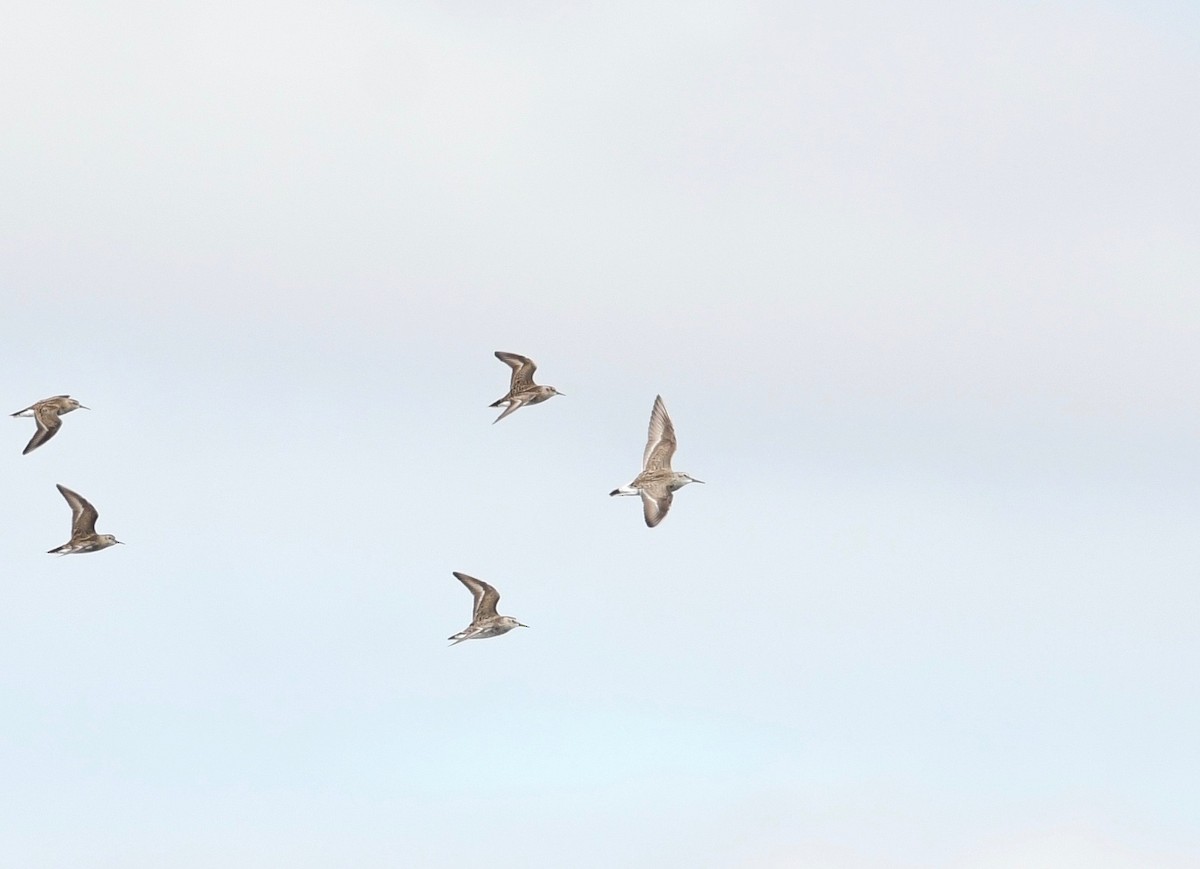 White-rumped Sandpiper - Peter Paul