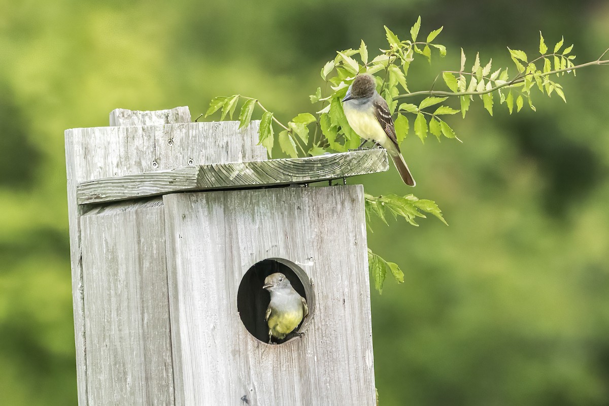 Great Crested Flycatcher - Doug Waters