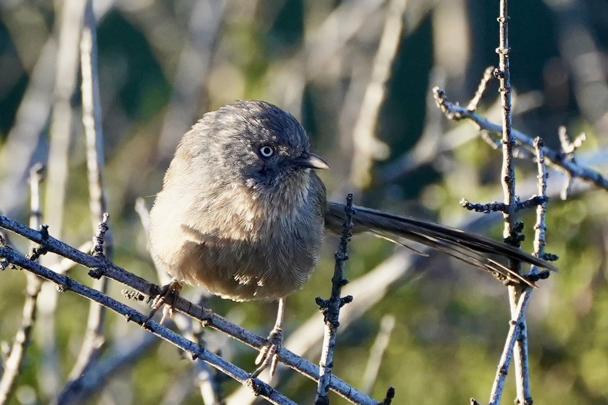 Wrentit - Kenneth Mamitsuka