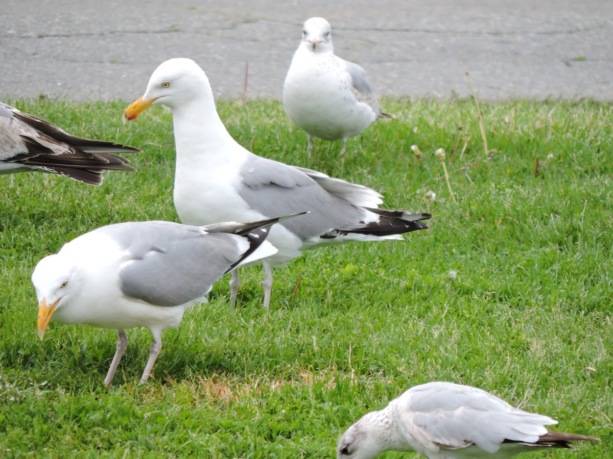 Herring Gull - Luis Mendes