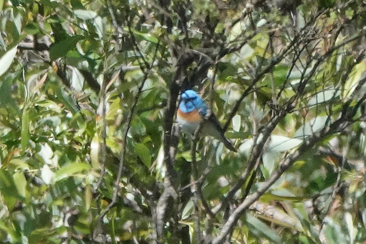 Lazuli Bunting - Edward Rooks