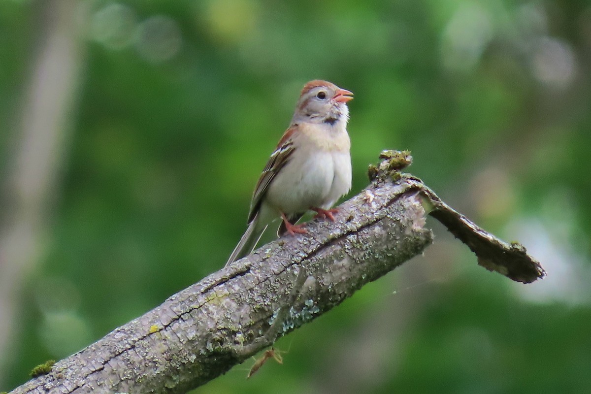 Field Sparrow - Peter & Jane Wolfe