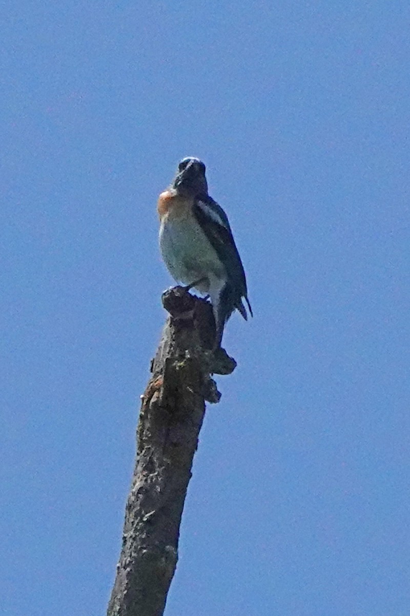 Lazuli Bunting - ML619315806