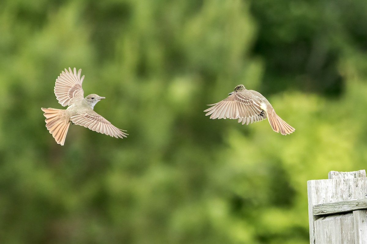 Great Crested Flycatcher - Doug Waters