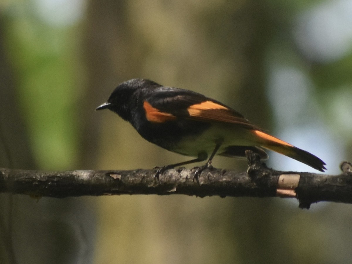 American Redstart - Jonathan Sellman