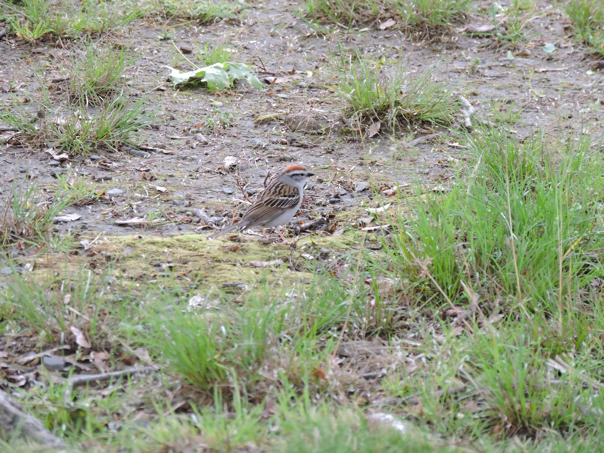 Chipping Sparrow - Luis Mendes