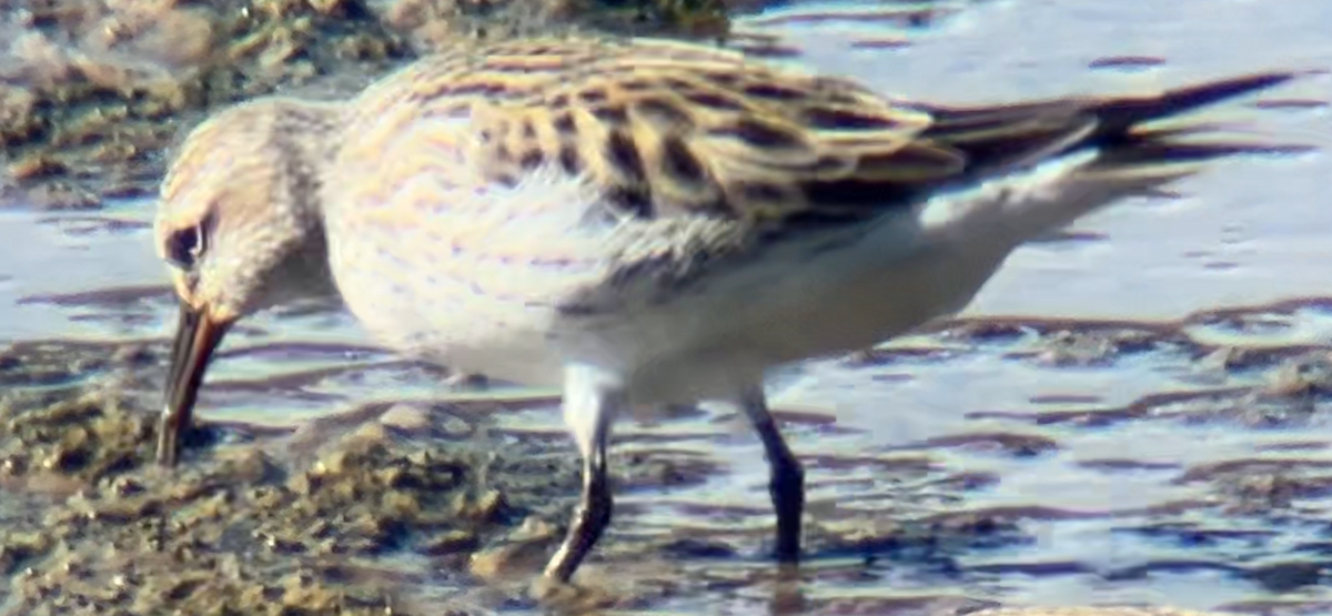 White-rumped Sandpiper - Mark McShane