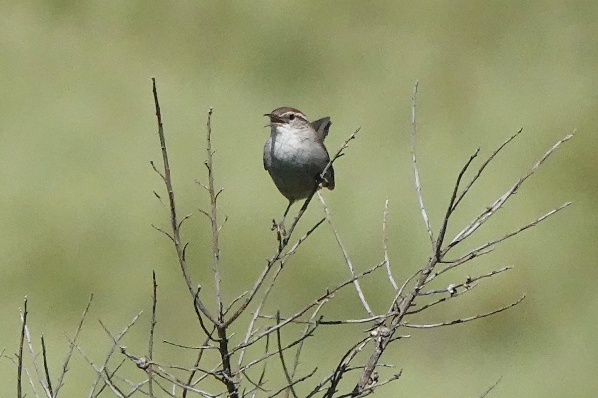 Bewick's Wren - Edward Rooks