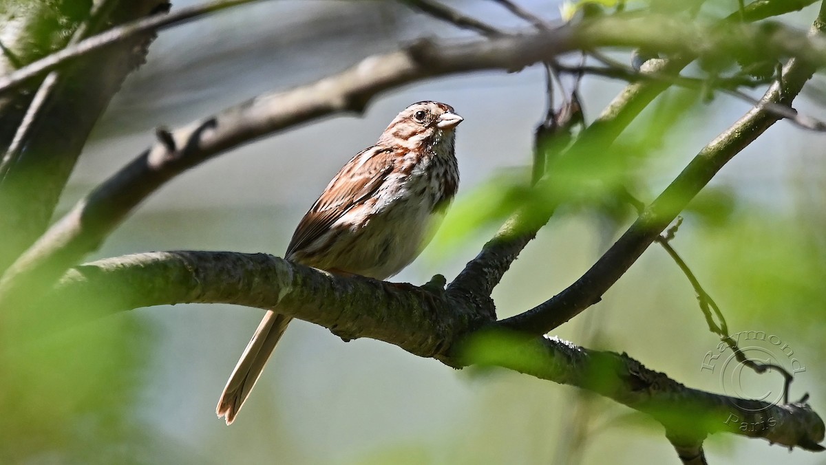 Song Sparrow - Raymond Paris