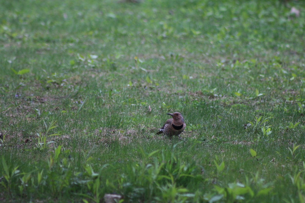 Northern Flicker - Cory Ruchlin