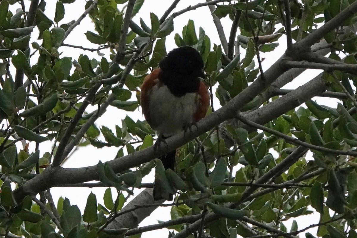 Spotted Towhee - ML619315860