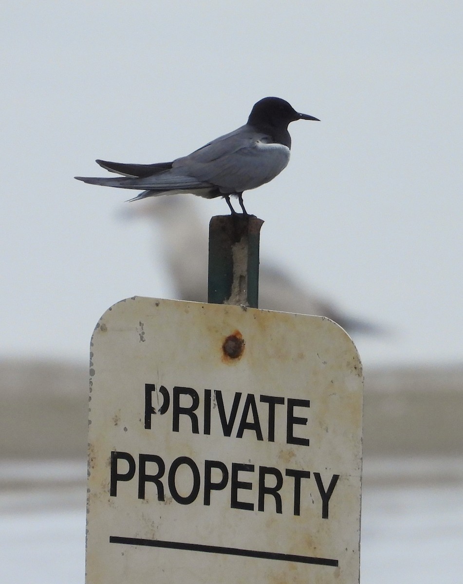 Black Tern - Valentina Roumi