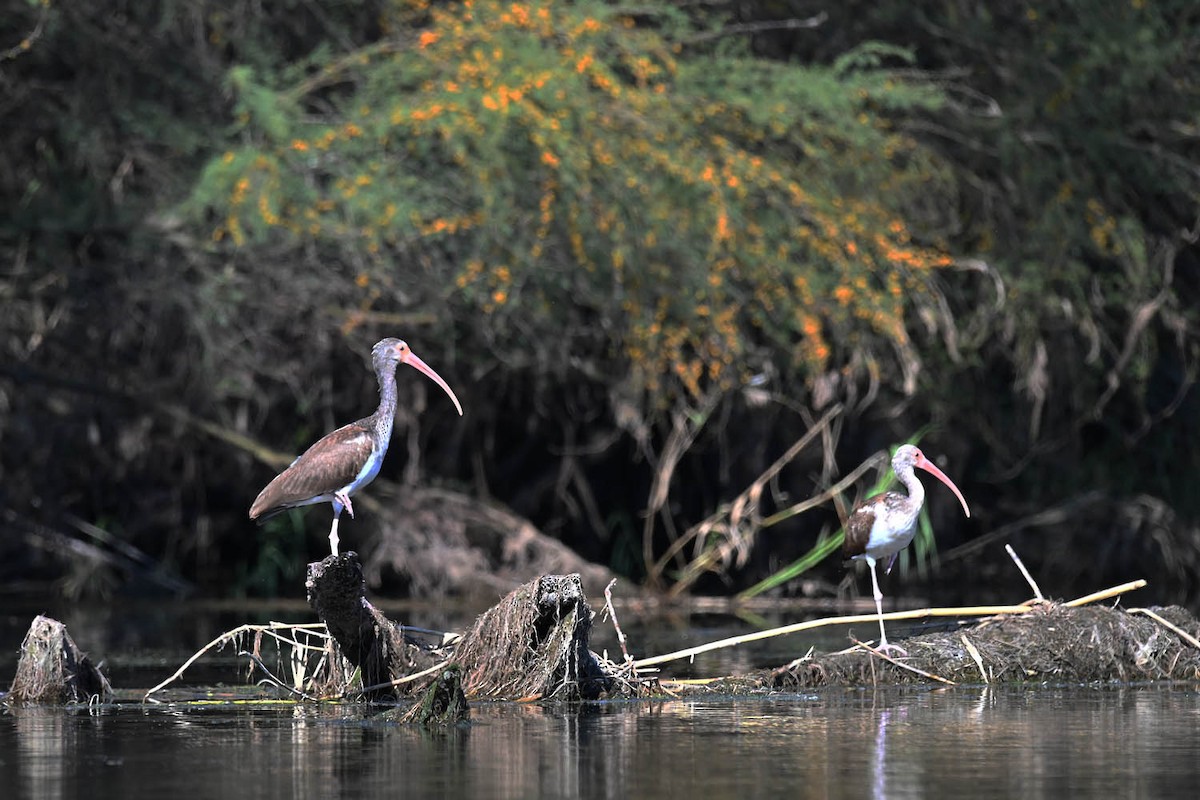 White Ibis - ML619315864