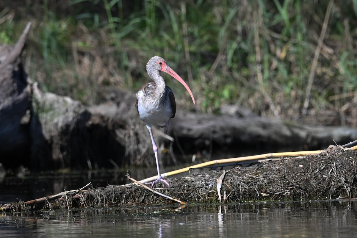 White Ibis - ML619315865