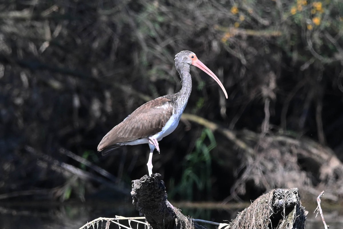 White Ibis - ML619315866