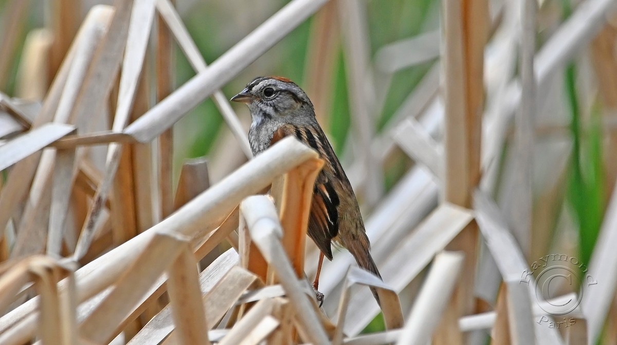 Swamp Sparrow - Raymond Paris