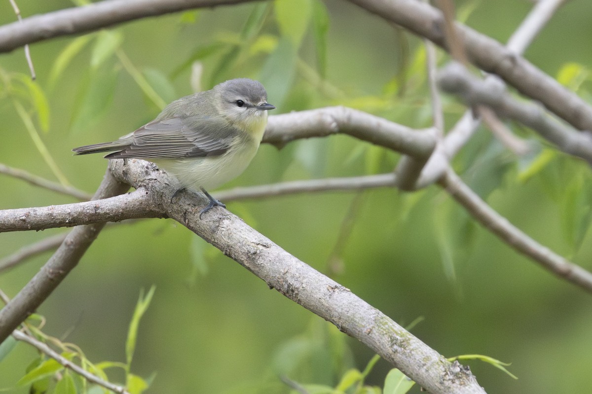 Philadelphia Vireo - ML619315874