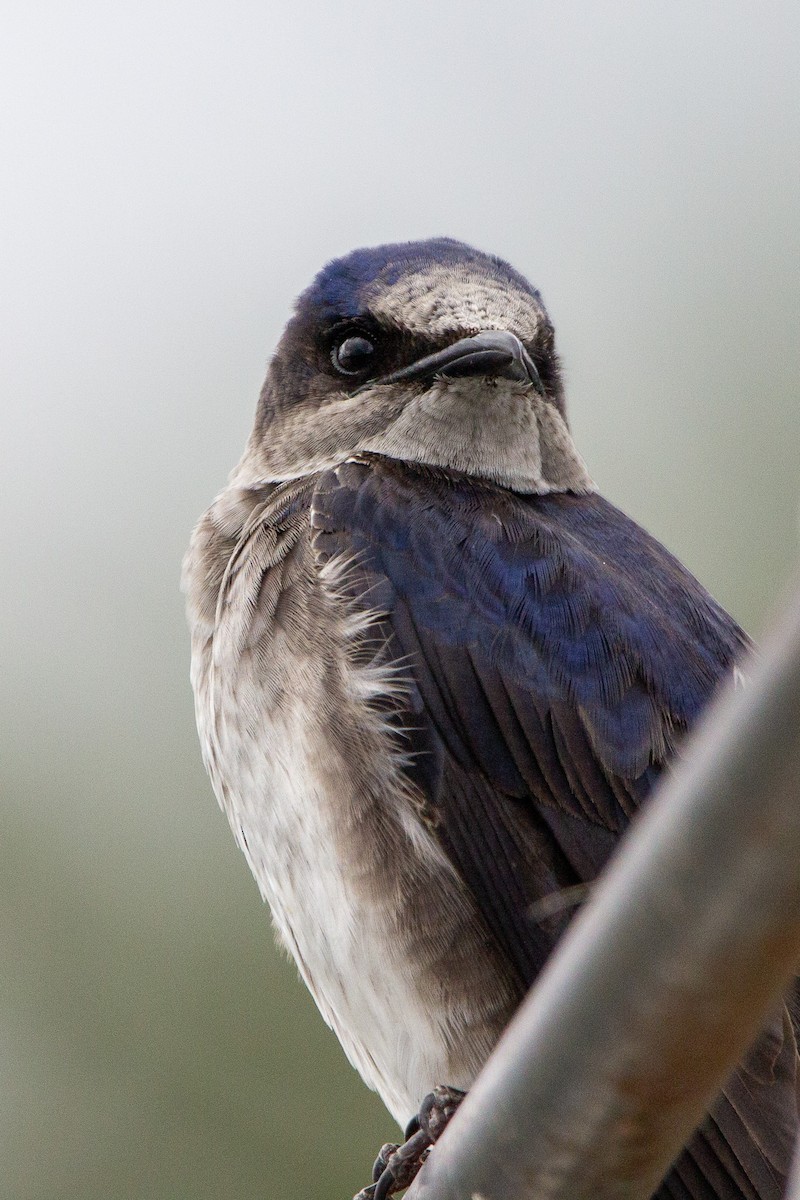 Purple Martin - ML619315876