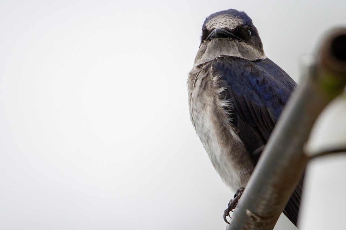 Purple Martin - ML619315877