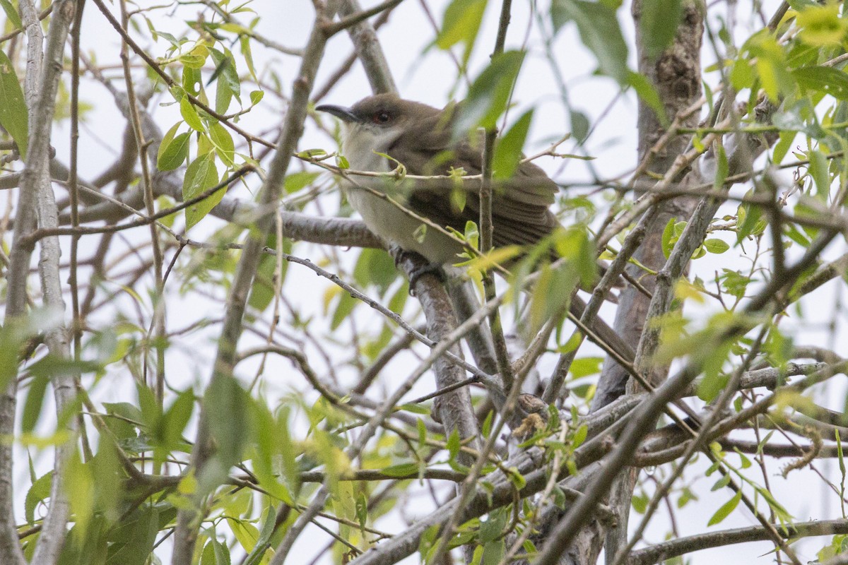 Black-billed Cuckoo - Steve Abbott