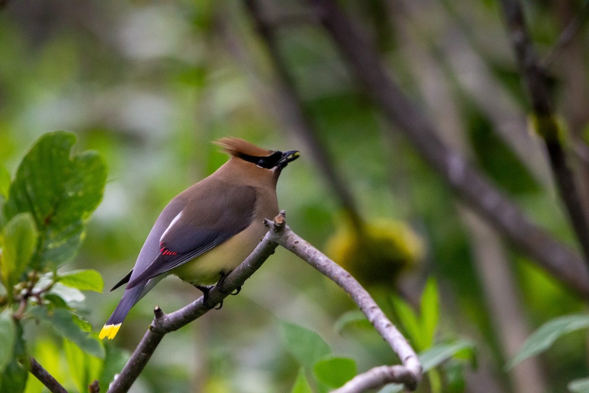 Cedar Waxwing - ML619315893