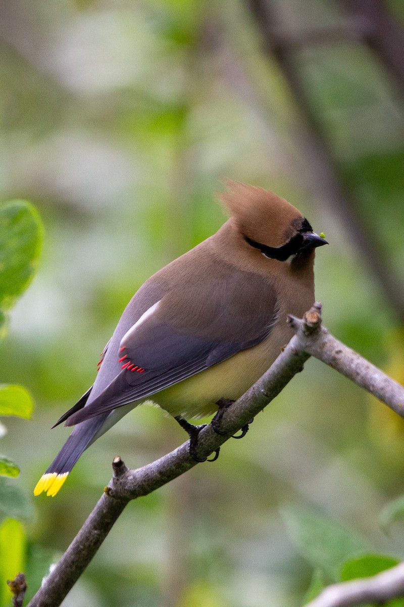 Cedar Waxwing - ML619315894