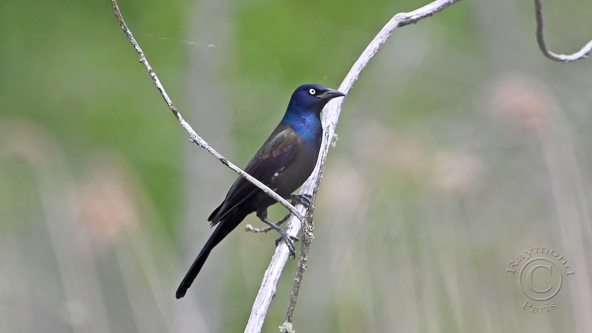 Common Grackle - Raymond Paris