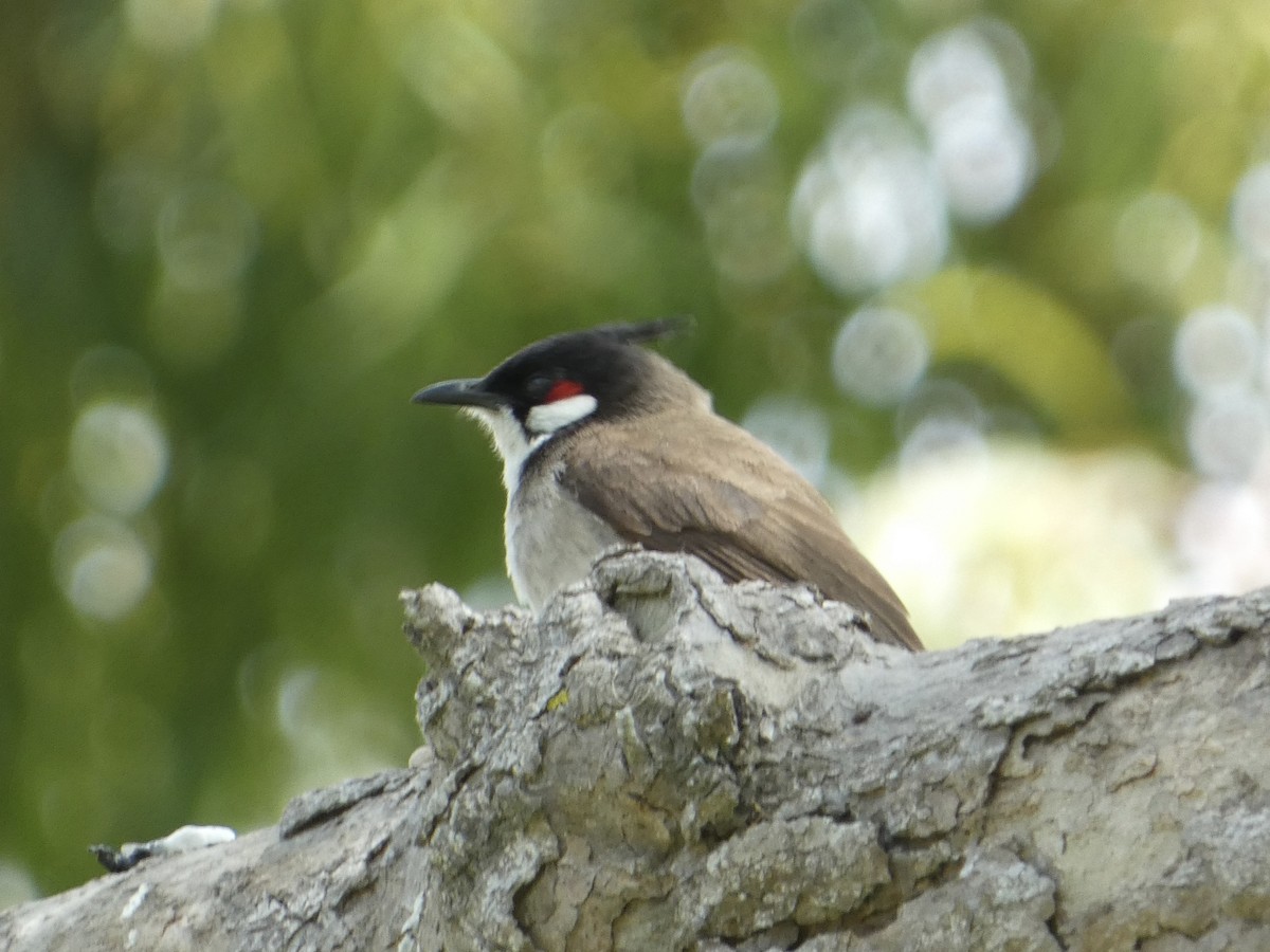 Red-whiskered Bulbul - ML619315915