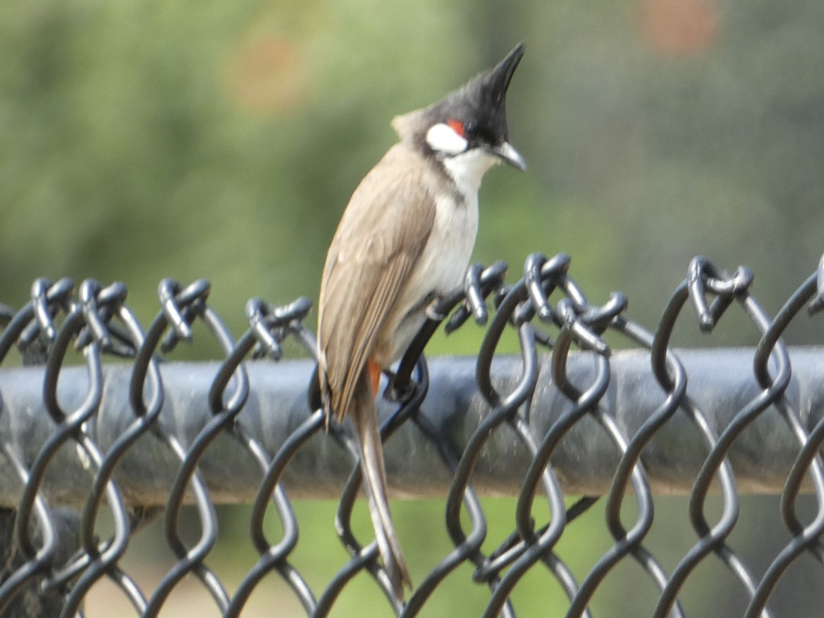 Red-whiskered Bulbul - ML619315916