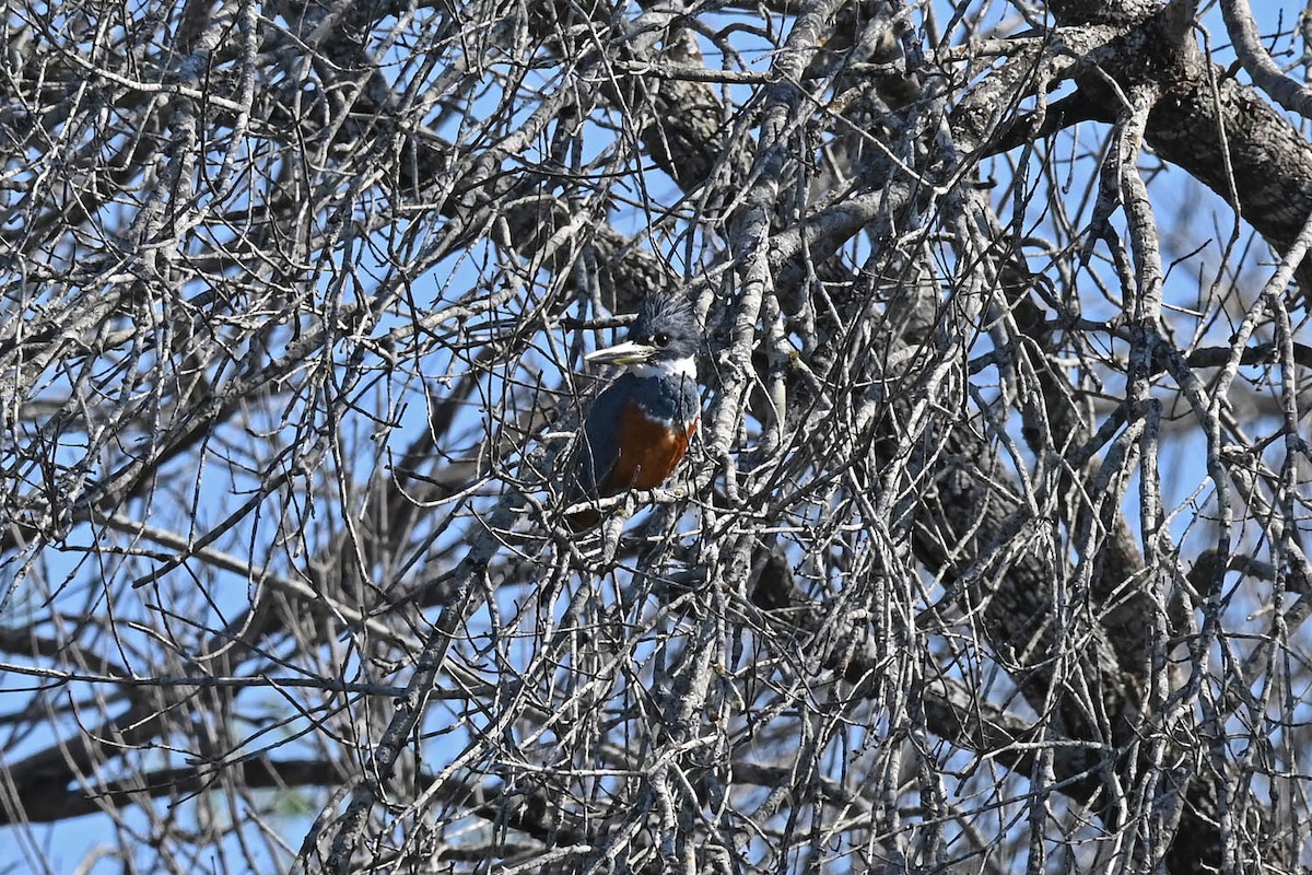 Ringed Kingfisher - Marla Hibbitts