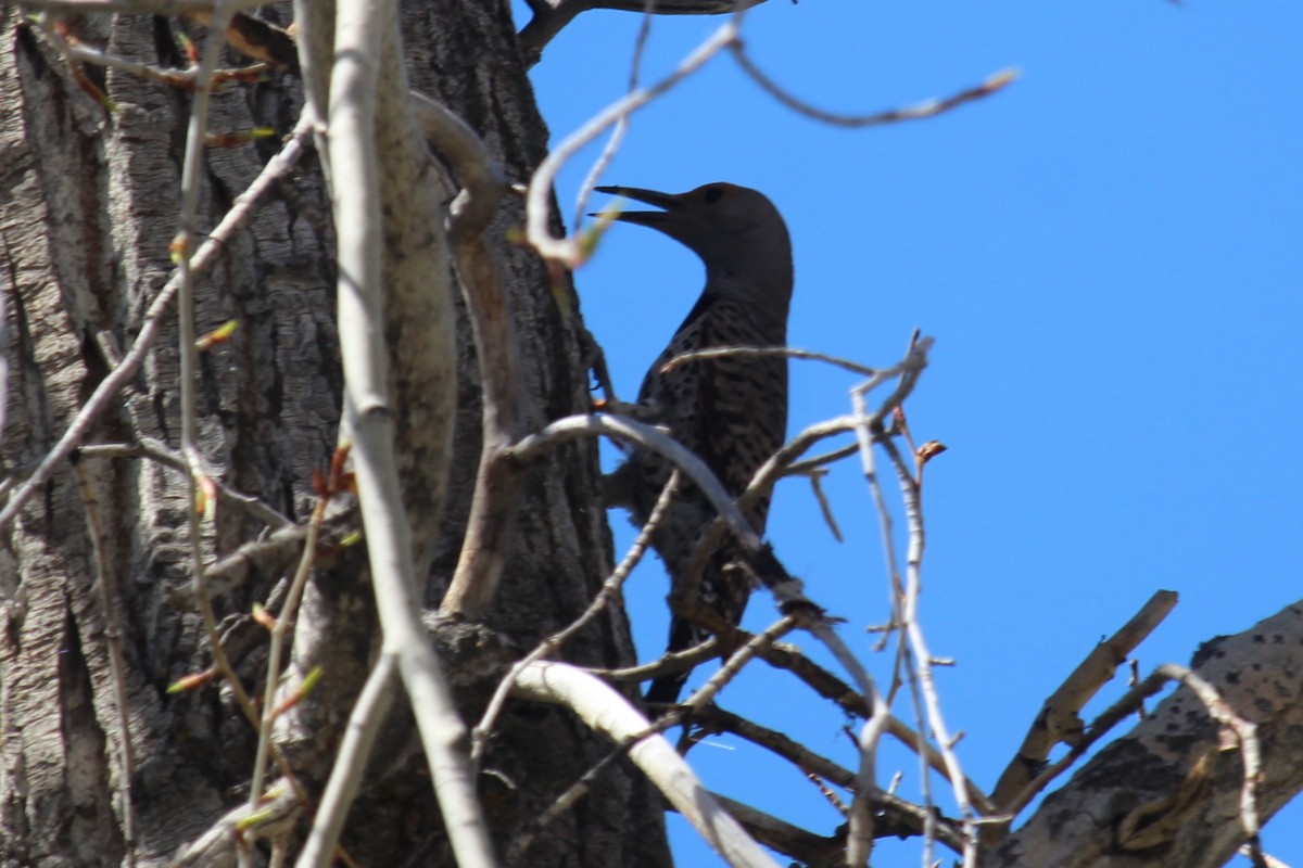 Northern Flicker - Connor Thomas