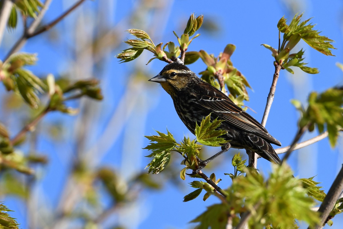 Red-winged Blackbird - Alex Plamondon