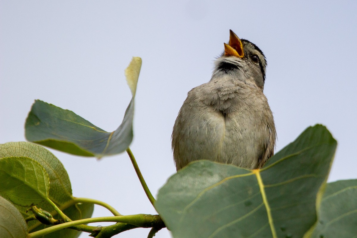 White-crowned Sparrow - ML619315938