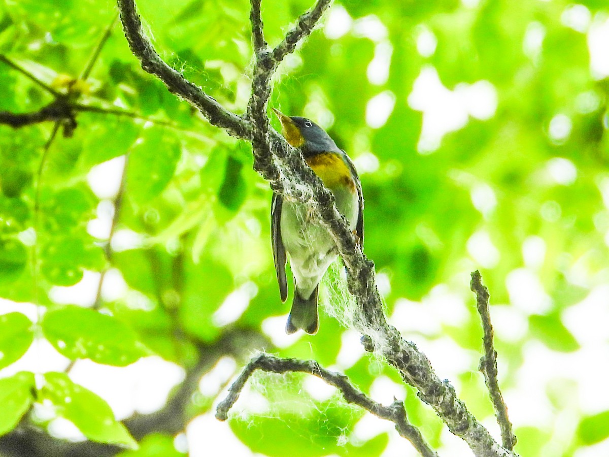 Northern Parula - ML619315943