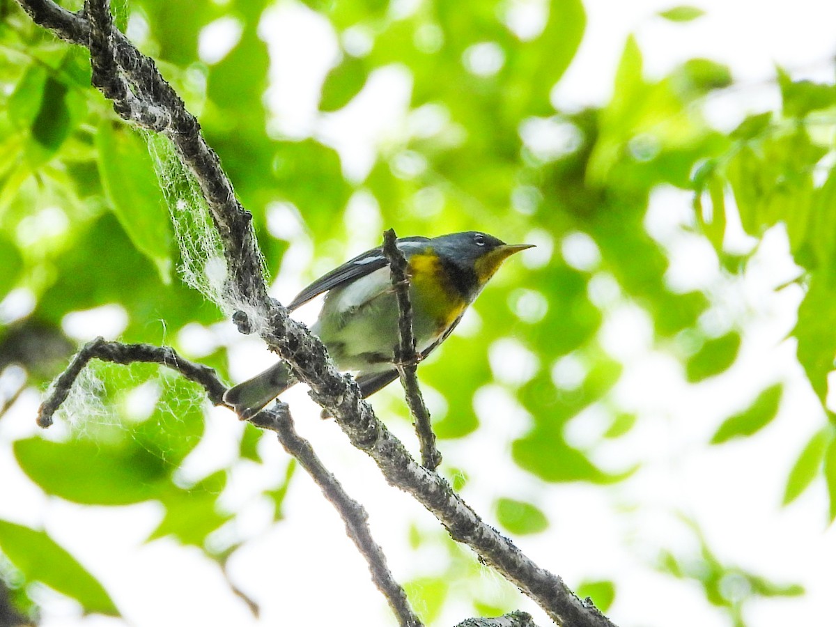 Northern Parula - ML619315945