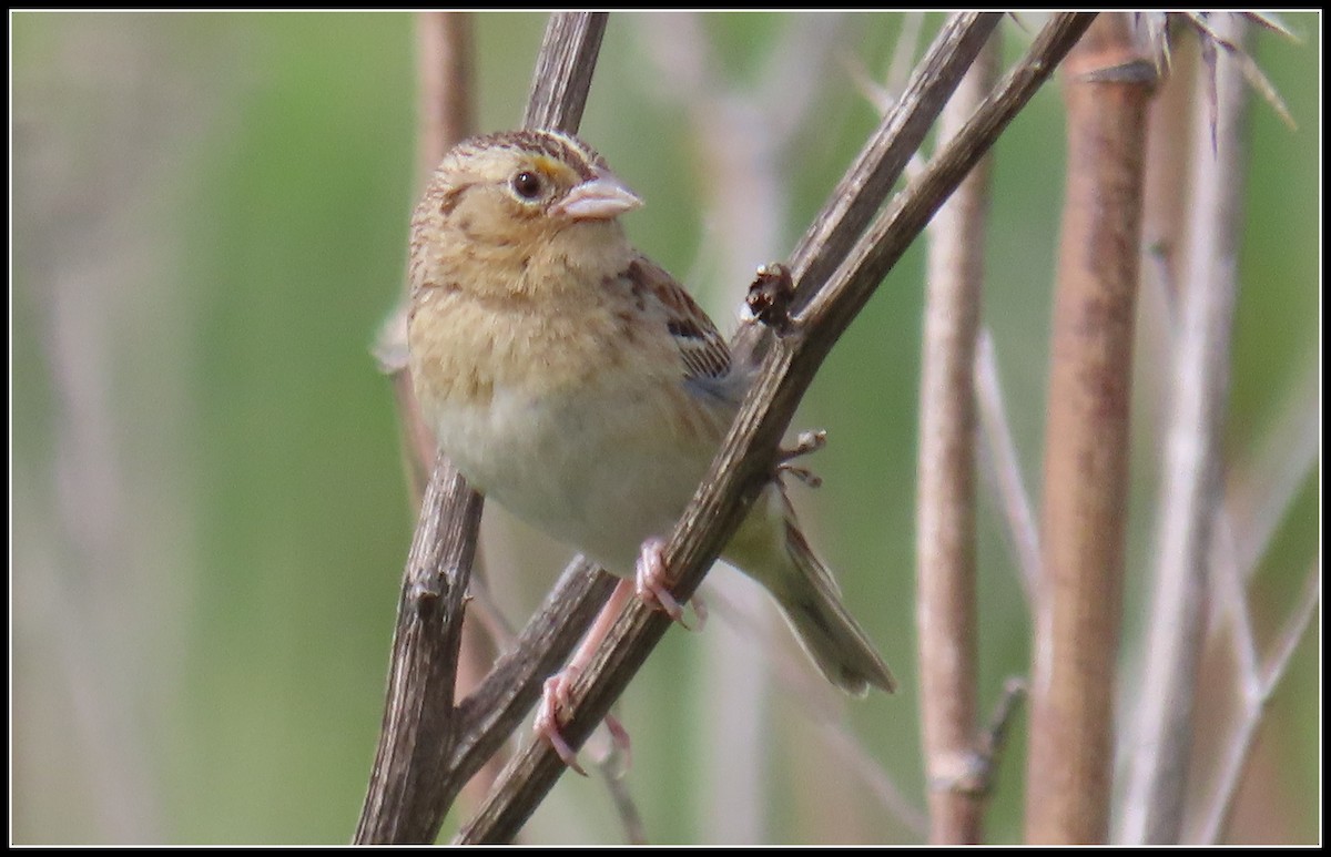 Grasshopper Sparrow - ML619315954